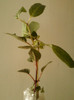 23 mai 2012-flori 019