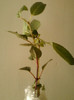 23 mai 2012-flori 021