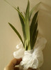 23 mai 2012-flori 018