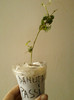 23 mai 2012-flori 022