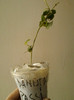passi adenopoda