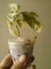 23 mai 2012-flori 027