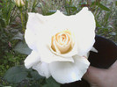 Picture 008