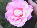 Picture 006