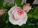 GIARDINA ROSE 4