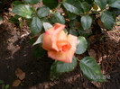 BAROCK 2