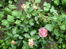 WALZERTRAUM ROSE 1