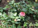 WALZERTRAUM ROSE 2