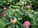 WALZERTRAUM ROSE 4