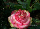 WALZERTRAUM ROSE 5