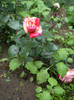 BROCELIANDE 1