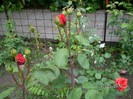 BACCARA