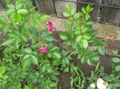 BLUE MAGENTA