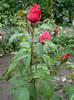 BEL ANGE ROSE 1