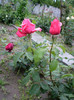 BEL ANGE ROSE 2