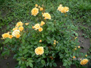 CLEMENTINE 1