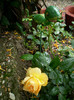 GARDEN PRINCES 2