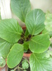 bergenia- primita de la o vecina!