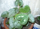 cyclamen
