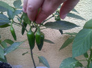 jalapeno