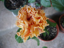 P1130840