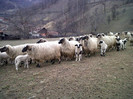 IMG00360-20120328-1050