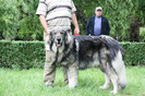 Bandit de Popa EXCELENT III CAC