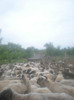 DSCN3523