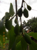 DSCN1063