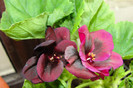 Pelargonium Springfield black
