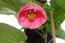 abuti pink lady