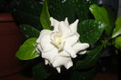 gardenia