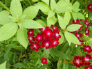 DSCN1043