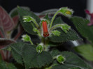 NEW - Kohleria Lima