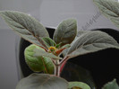NEW - Kohleria Karisma