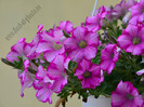Petunia roz