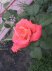DSC01331