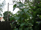 P4057152