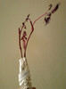 alternanthera-mihaelaiordache