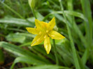 Golden Garlic_Lily Leek (2012, May 24)