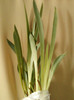 24 mai 2012-flori 026
