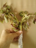 coleus-mihaela iordache