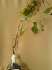 24 mai 2012-flori 030