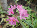 Allium oreophilum (2012, May21)