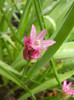 Allium oreophilum (2012, May23)