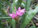 Allium oreophilum (2012, May23)