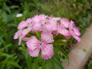 Dianthus barbatus (2012, May 20)
