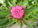 Dianthus barbatus (2012, May 21)
