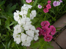 Dianthus barbatus (2012, May 21)