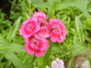 Dianthus barbatus (2012, May 23)